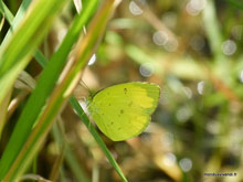 Papillon - Bali